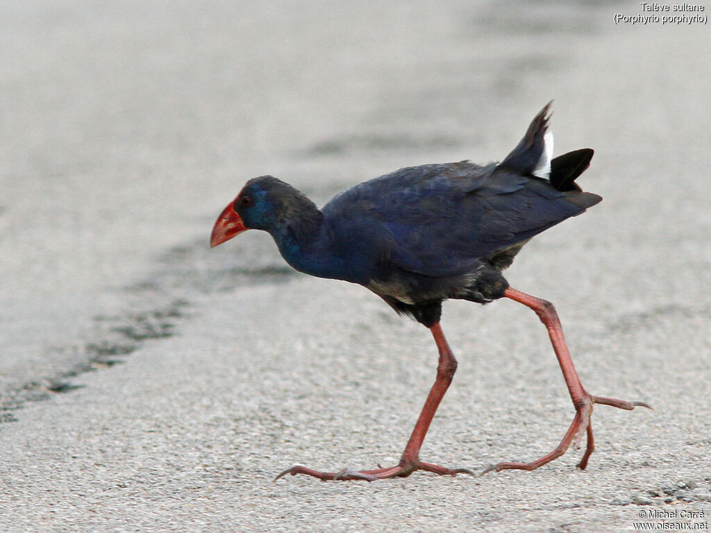 Western Swamphen