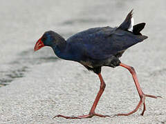 Western Swamphen