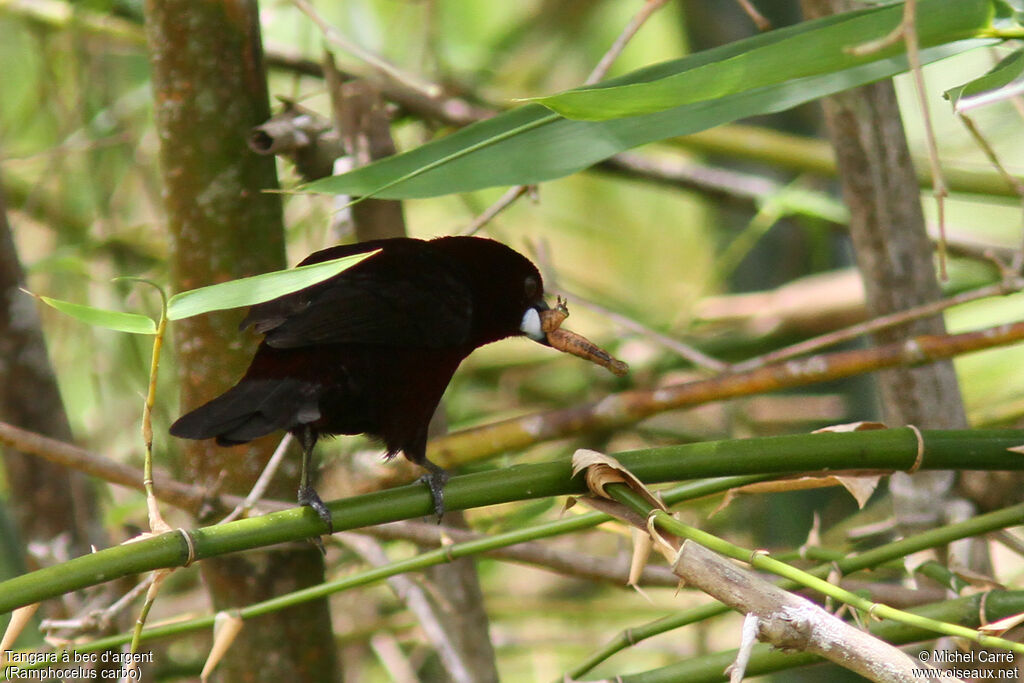 Silver-beaked Tanager male adult, feeding habits