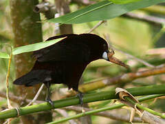 Silver-beaked Tanager