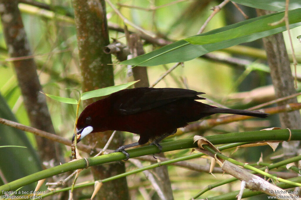 Silver-beaked Tanager male adult, feeding habits