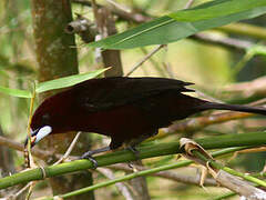 Silver-beaked Tanager