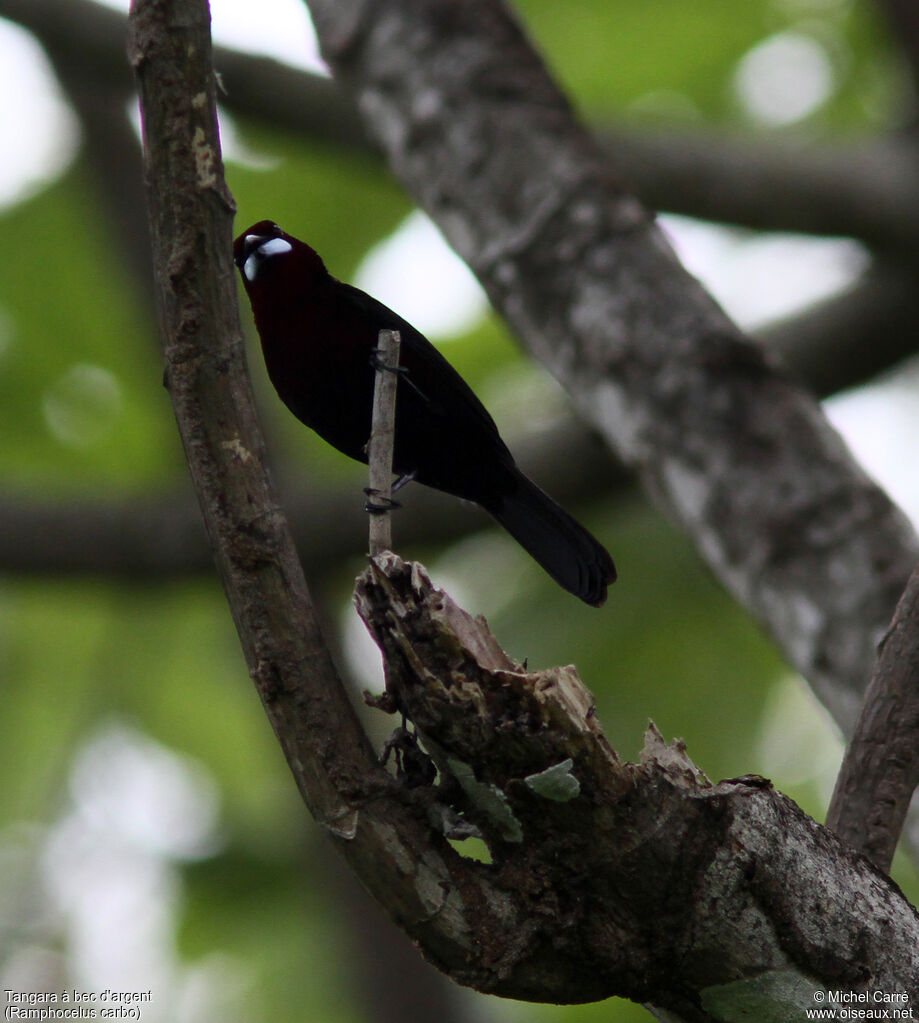 Silver-beaked Tanager