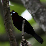 Silver-beaked Tanager