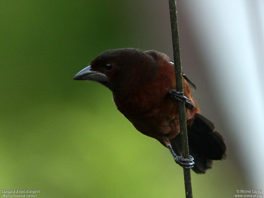 Silver-beaked Tanager female adult