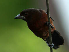 Silver-beaked Tanager