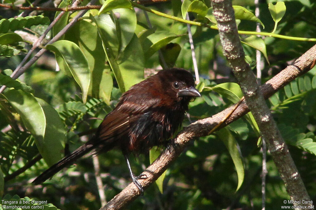 Silver-beaked Tanagerimmature