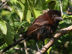 Silver-beaked Tanager