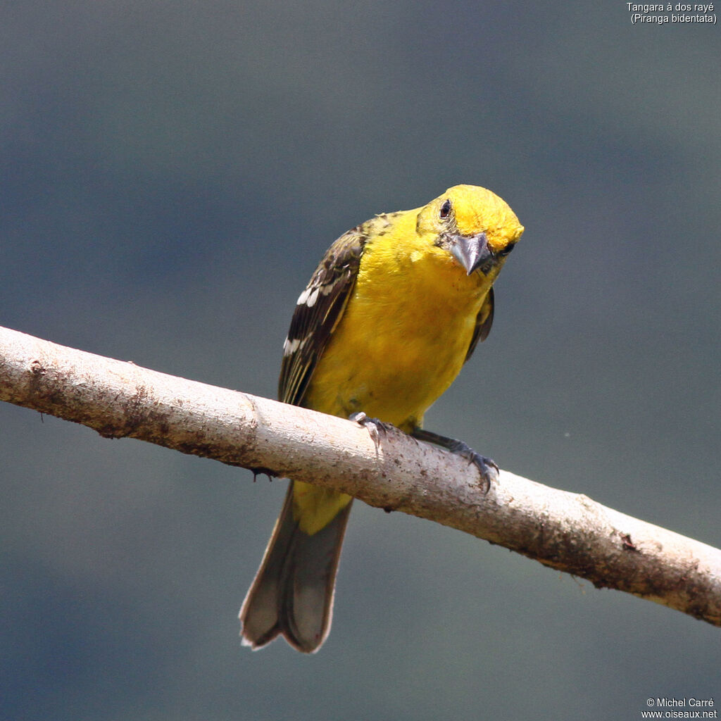 Flame-colored Tanager female adult