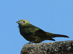 Palm Tanager