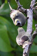 Palm Tanager