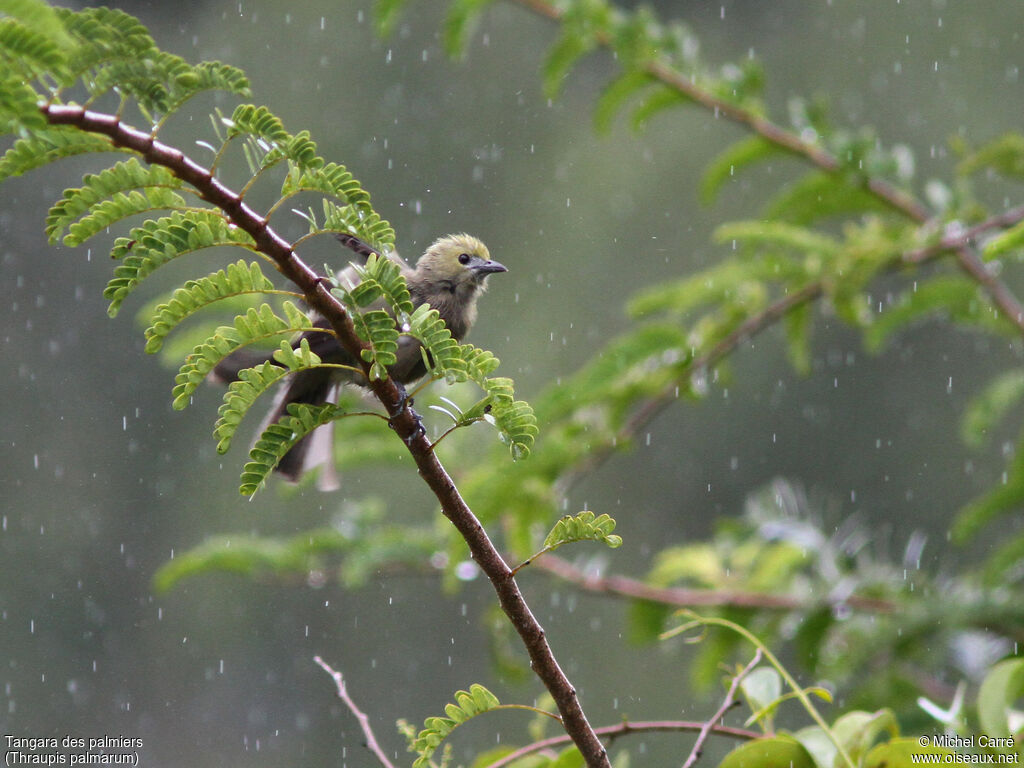 Palm Tanager