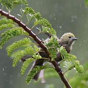 Palm Tanager