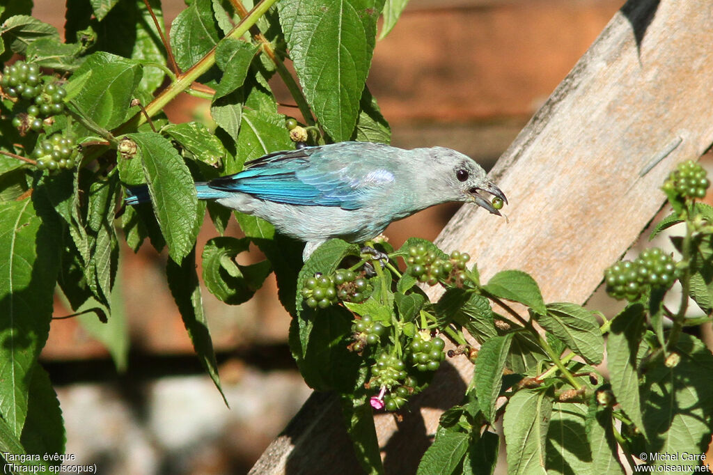 Blue-grey Tanageradult