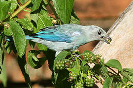 Blue-grey Tanager