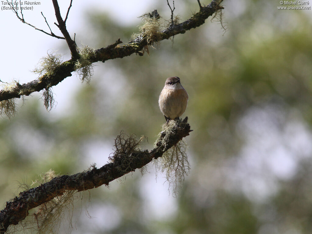 Reunion Stonechat female adult