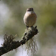 Reunion Stonechat