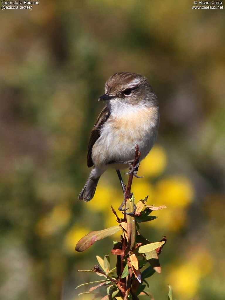 Reunion Stonechat female adult