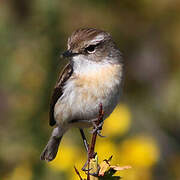 Reunion Stonechat