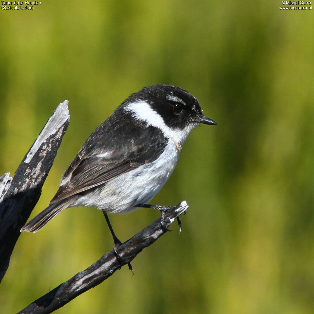 Reunion Stonechat male adult