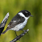 Reunion Stonechat