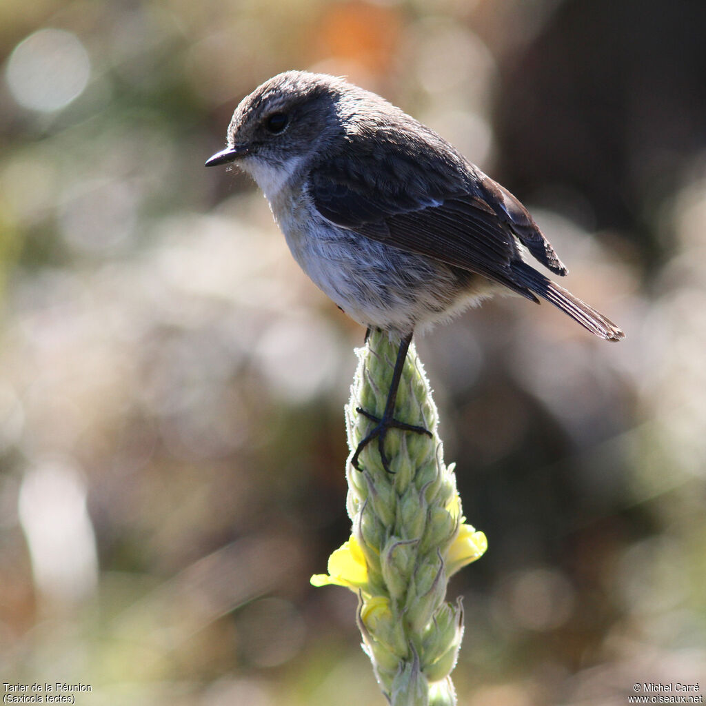 Reunion Stonechat female adult, identification, close-up portrait