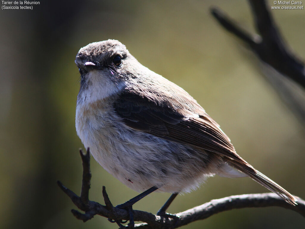 Reunion Stonechat female adult, identification, close-up portrait