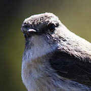 Reunion Stonechat