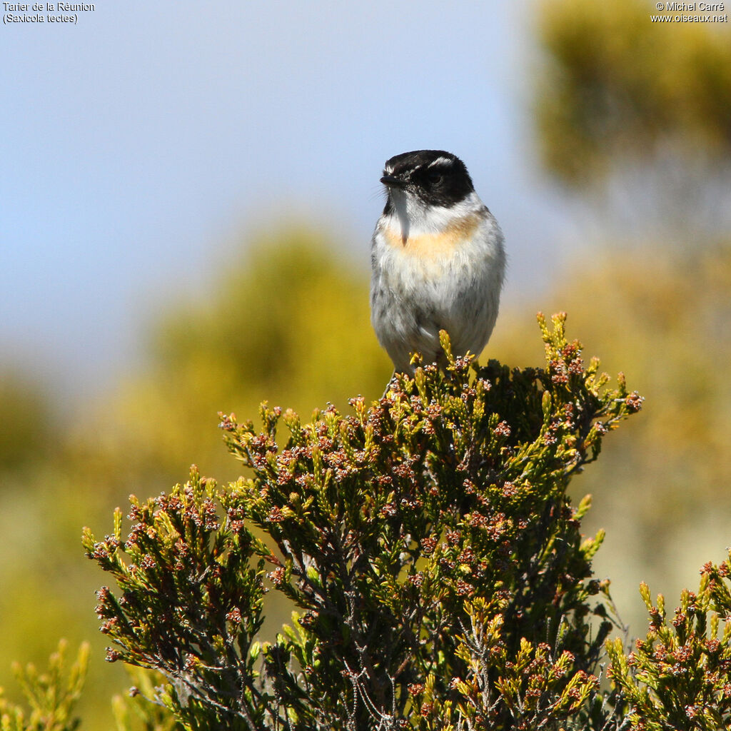 Reunion Stonechat male adult, identification, close-up portrait