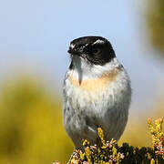 Reunion Stonechat