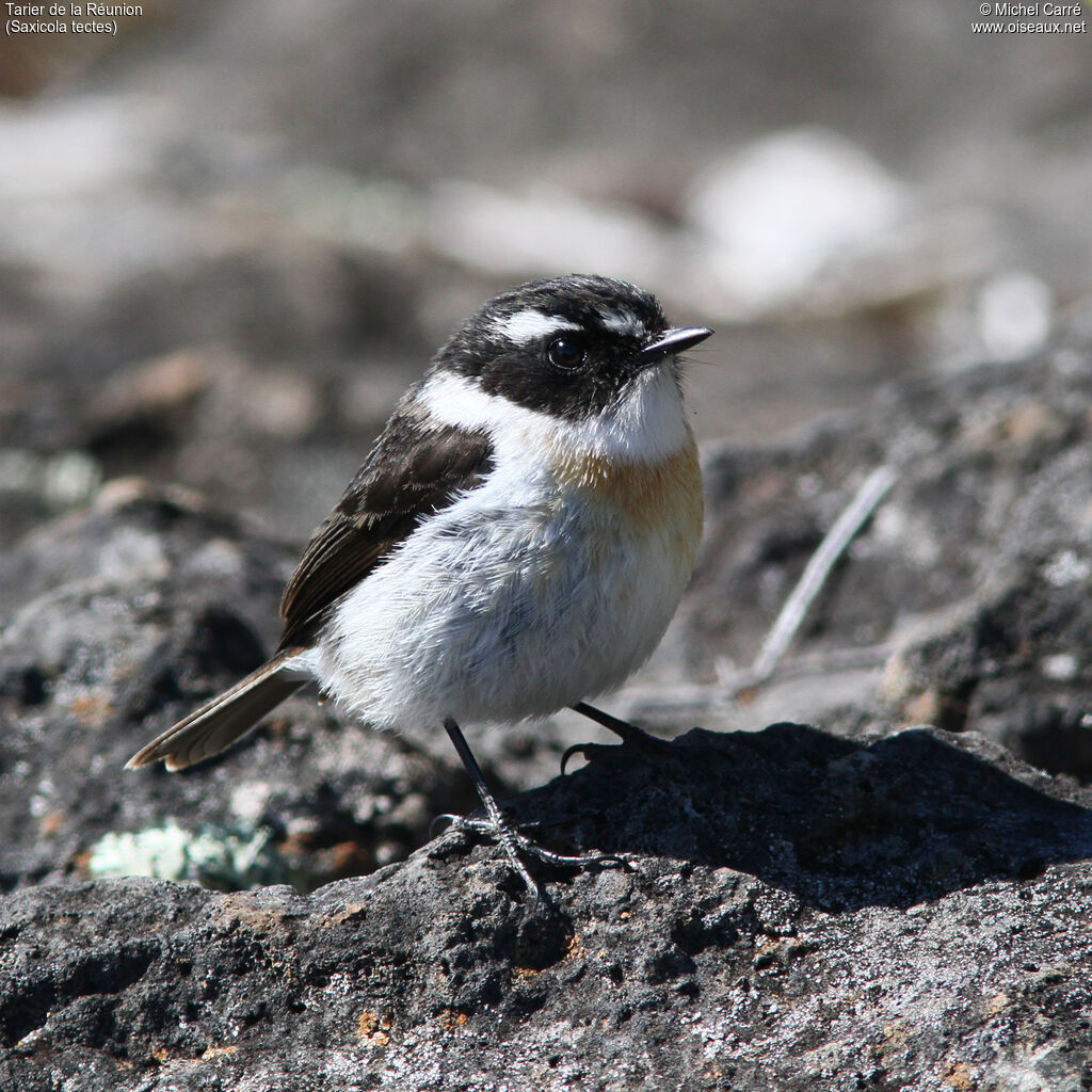 Reunion Stonechat male adult