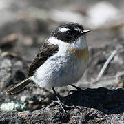 Reunion Stonechat