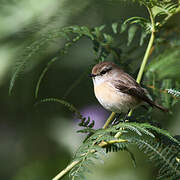 Reunion Stonechat