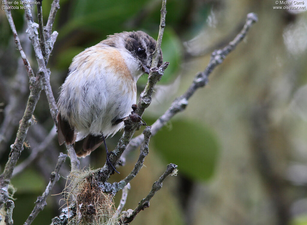 Reunion Stonechat female adult