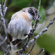 Reunion Stonechat