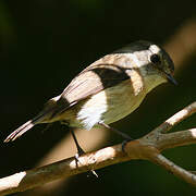 Reunion Stonechat