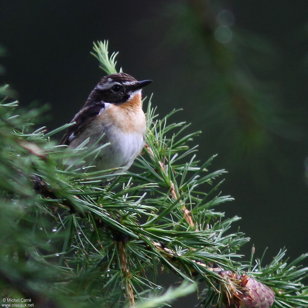 Whinchat male adult