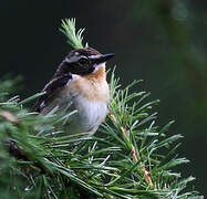 Whinchat