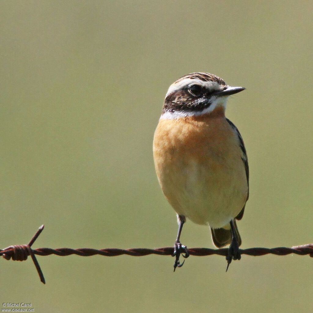 Whinchat male