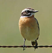 Whinchat