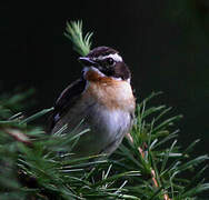 Whinchat