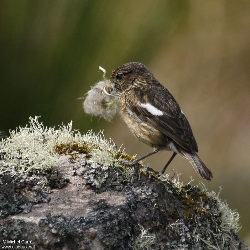 European Stonechat female, Reproduction-nesting