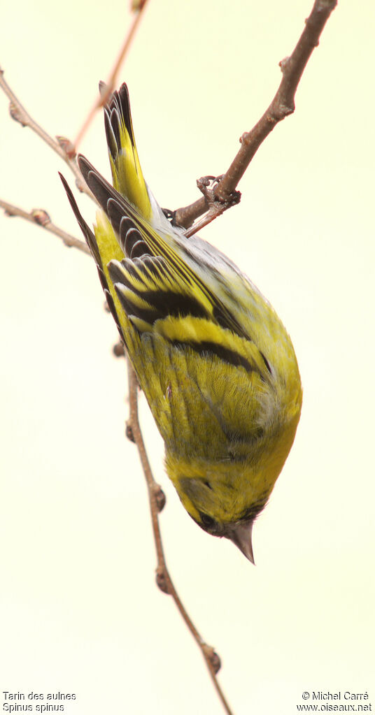 Eurasian Siskin male adult