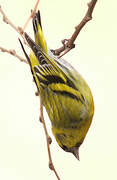 Eurasian Siskin