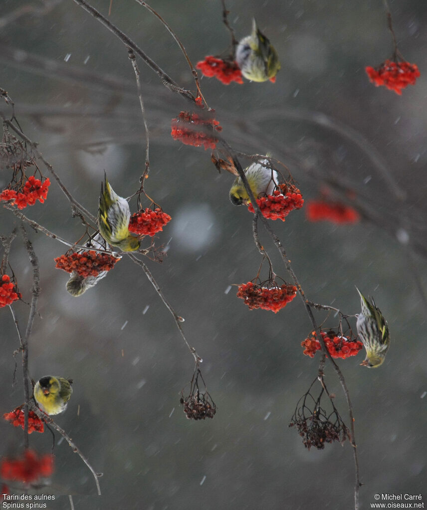 Eurasian Siskin