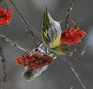 Eurasian Siskin