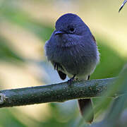 Mascarene Paradise Flycatcher