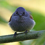 Mascarene Paradise Flycatcher