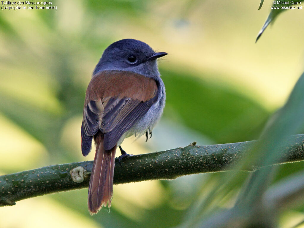 Mascarene Paradise Flycatcher female adult