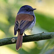 Mascarene Paradise Flycatcher